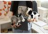 Crawl Simulation Plush Toy: Deer, Raccoon, Fox, Panda Animal Figures - Desk Companion & Ornament Gift