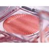 The Face Shop Fmgt Veil Glow Blusher - 8 Colors