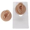 Ear Model Soft Silicone High Simulation Clear Structure Human Ear Model for Piercing Practice