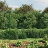 Wire Mesh Fence 2x10 M Galvanized Steel
