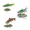 Colorata Japanese Freshwater Fish 3D Illustrated Book Types Instruction Manual and Stand Real Figure Educational Birthday Gift Present Sanitation Law