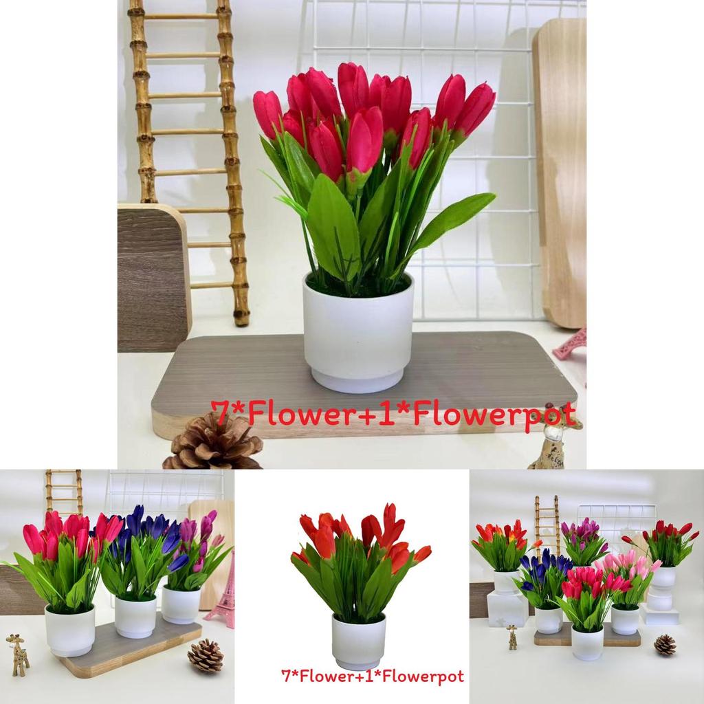 Tulip Miniature Potted Flower For Romantic Celebrations And Photography Prop Applications