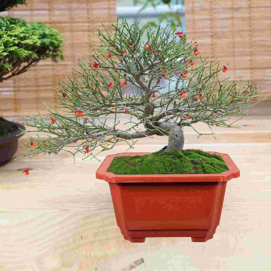 10pcs Elegant Bonsai Pot Lightweight Practical Flowerpot for Small Plants Office Home Use