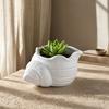 3D Printed Conch Flower Pot Moisture-Resistant Mini Planter with Wavy Edge And Drain