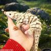Anime Hedgehog Statue 3D Printed Gradient Color Durable Plastic Animal Decor for Indoor/Outdoor Use No Electricity Required