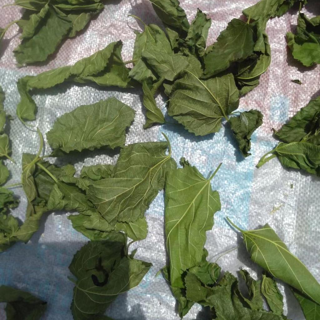Pure Natural Wild Dried Mulberry Leaves Natural Sun Dried Chinese Herbs 500g