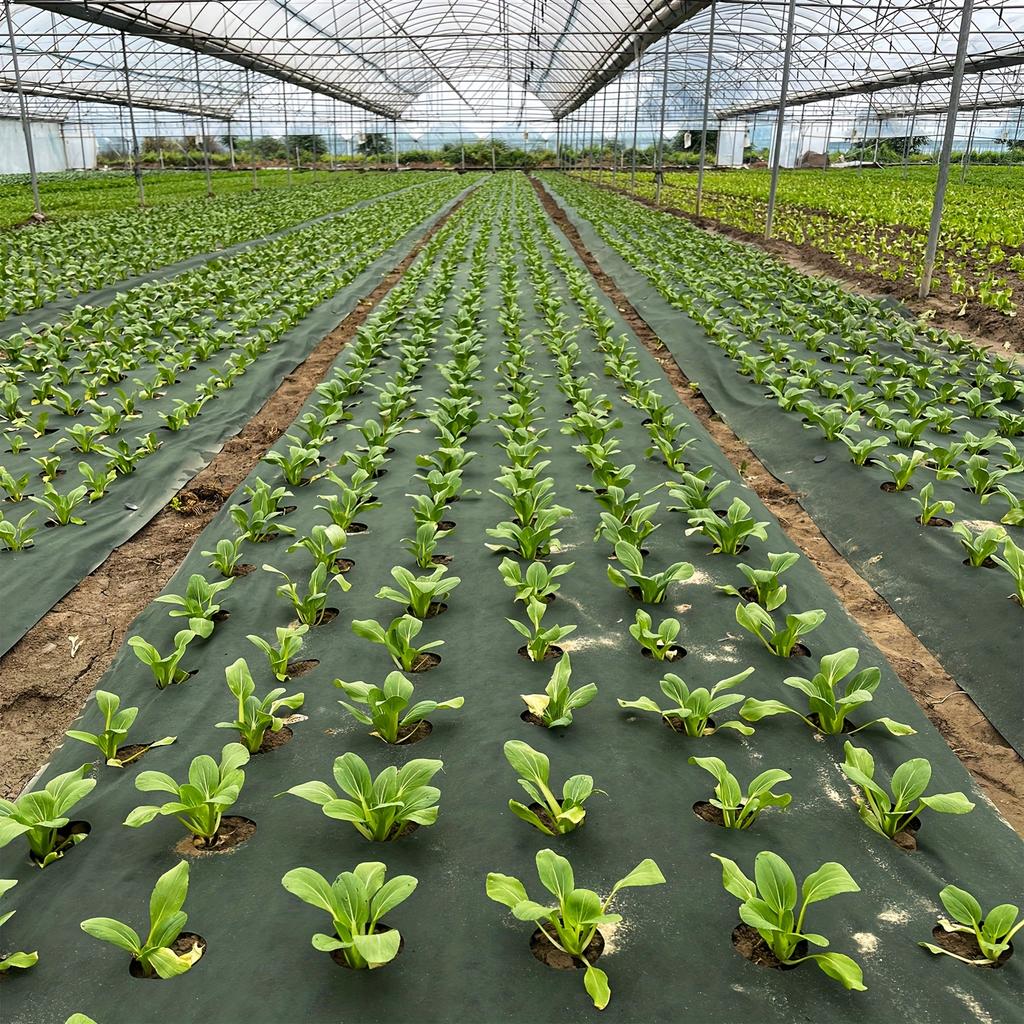 Tejido Perforado Resistente para Barrera de Malezas Ideal para Jardín, Huerto, Frutal y Patio - Suprime las Malezas, Transpirable, Permeable al Agua