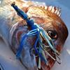 Leuchtende galvanisierte Oktopus-Tintenfisch-Köder, Doppelhaken, 60-200g Blei-Fisch Eisenplatten-Köder.