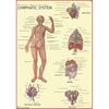 Hartă Sistem Limfatic Uman | 70x100 cm | Hartă de Perete Educațională Laminată | Poster Fiziologie Umană pentru Studenți Biologie, Medicină & Anatomie | Durabil