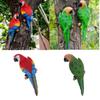 2 Parrot Animal Desktop Ornament Model 31cm