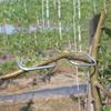 Obstbaum-Zweigformer, Gartenpflanze, Stammclip