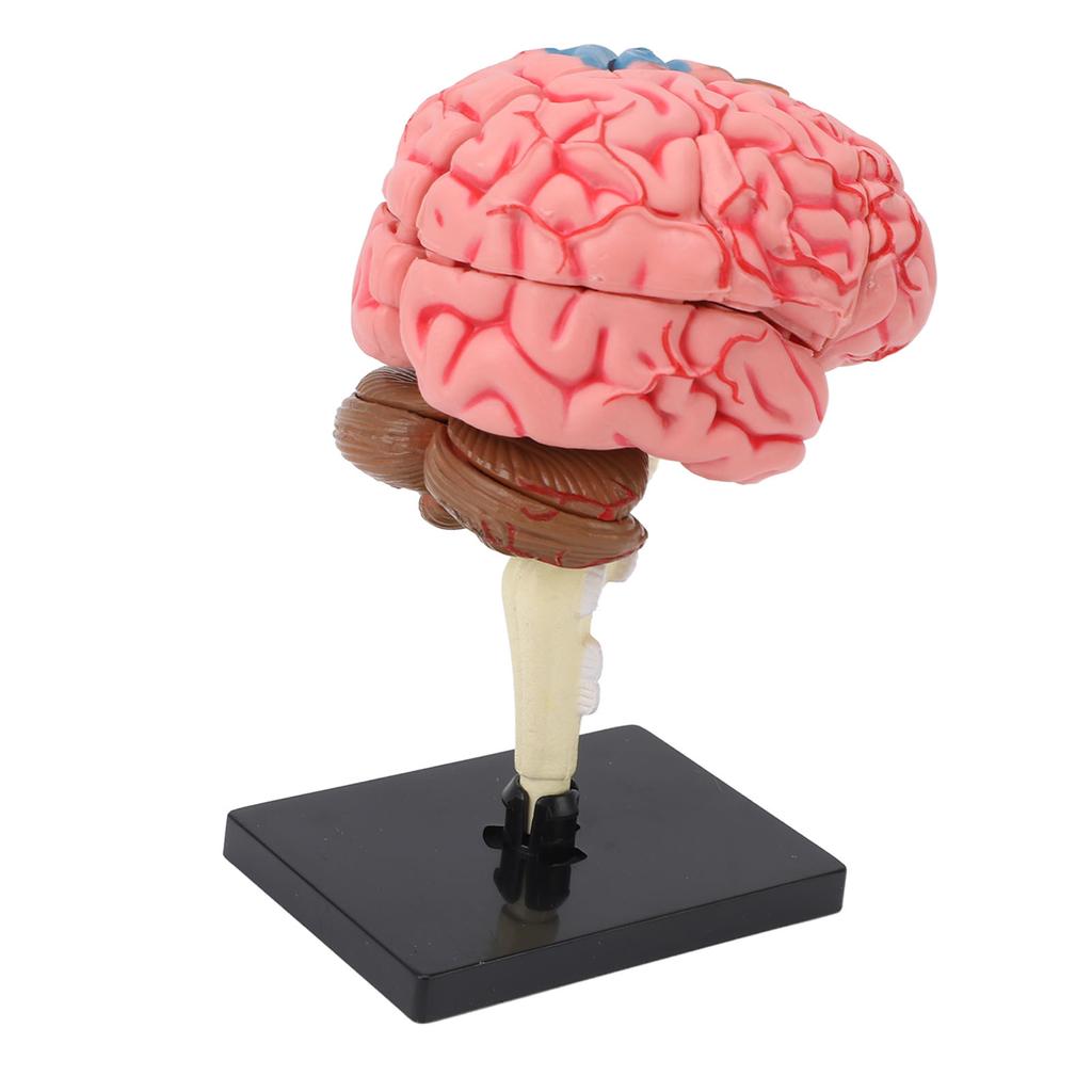 Gehirnmodell Neuroanatomie Struktur Lehrmittel Menschliches Gehirn Anatomisches Modell mit Basis für Bildung Ausstellung