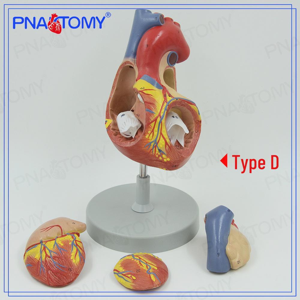 Double-Size Human Heart Model, Magnified 4-Part Anatomical Teaching Aid with Removable Organs 15x15x27.5 cm