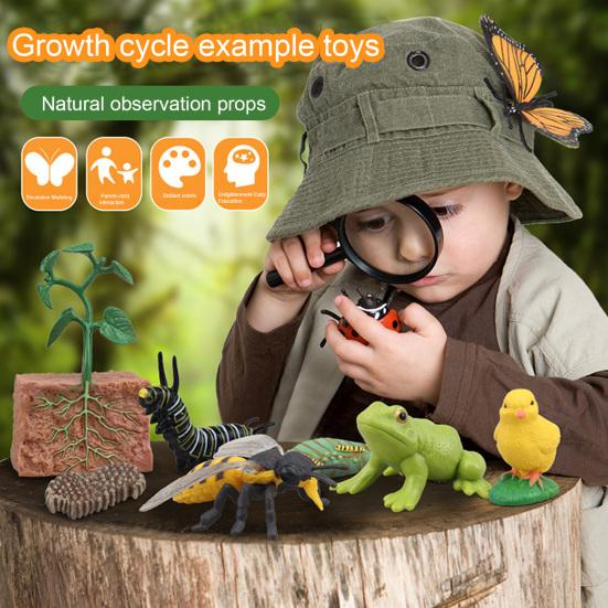1 Box Biology Discovery Toy Realistic Frog Bee Panda Chick Butterfly Fish Plant Animal Figurines Life Cycle Learning Creative Toddler Preschool