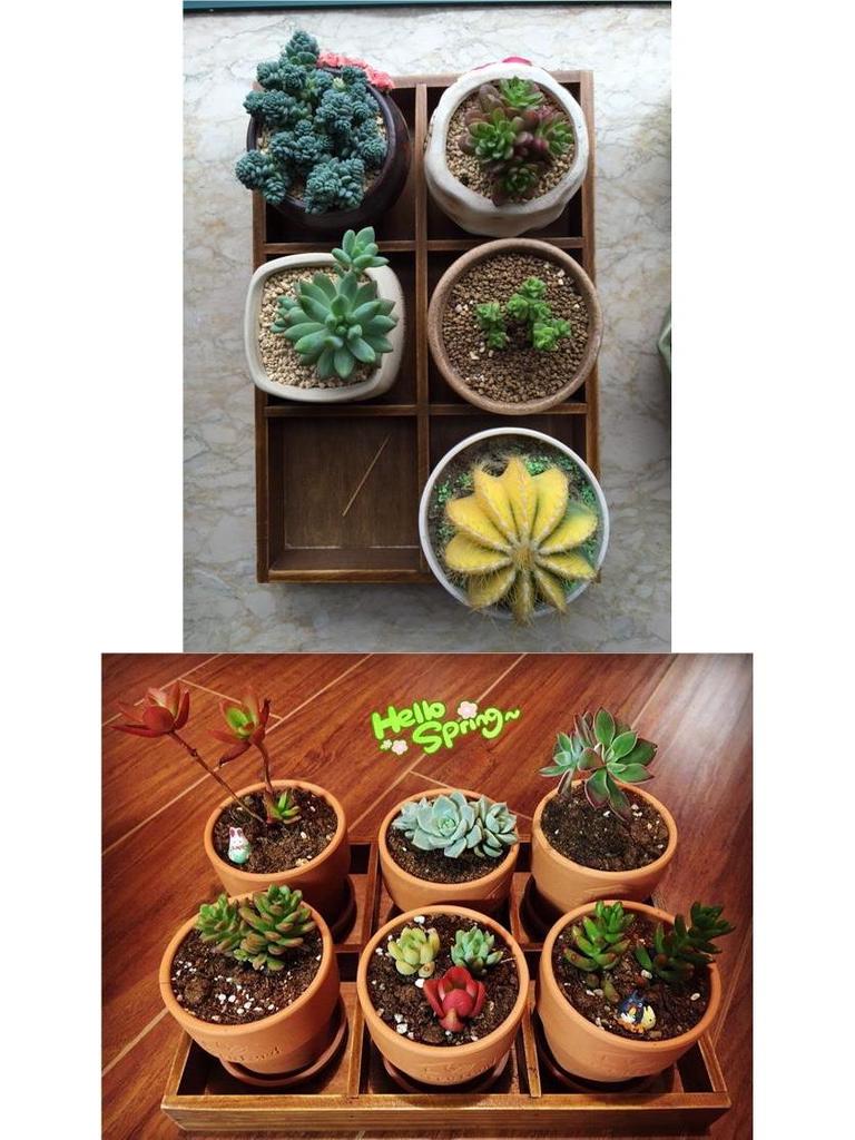 Wooden Desktop Storage Box: Raw Wood Tray & Cosmetics Lipstick Organizer