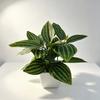 Desktop Ornament Home Decor Ring Plastic Green 1 Pc