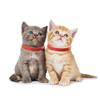 3 Pcs Red Adjustable Pet Cat Anti Flea Mite Tick Collar Cat Flea Prevention Collar Pet Supplies