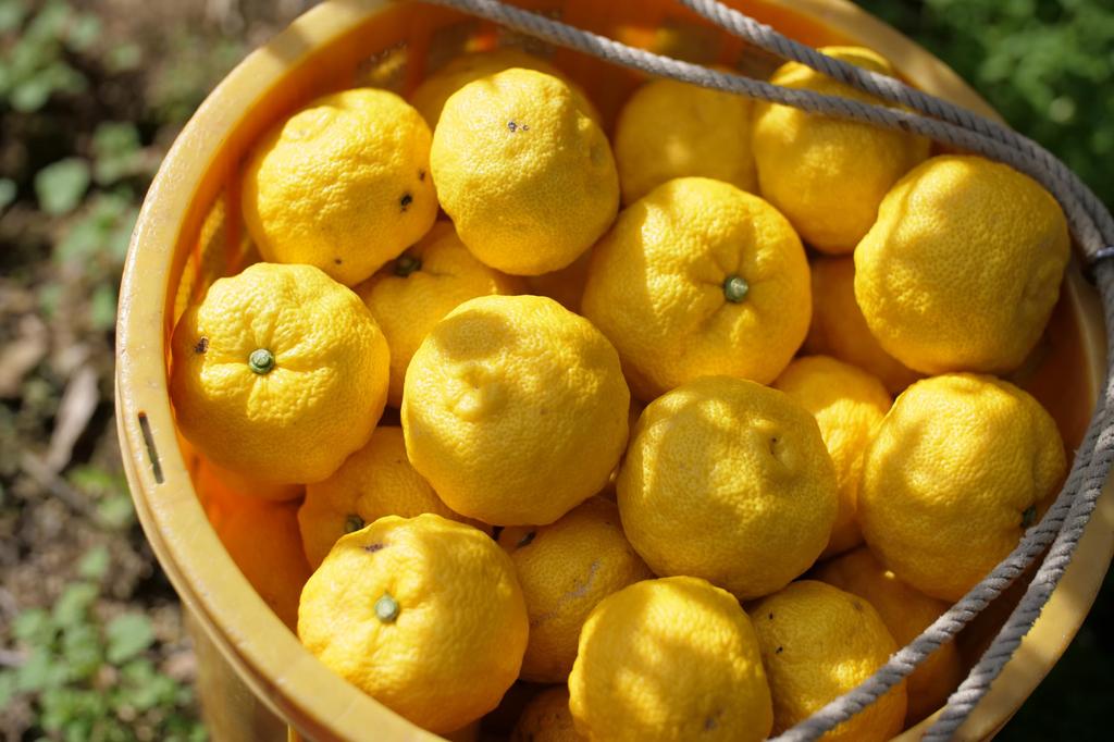 Limited Rich Yuzu Hand Cream [Autumn/Winter Edition]