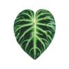 Yousheng Simulated Tropical Leaf Decoration Acrylic Epoxy Resin Green Leaf Sign DIY Refrigerator Magnet Mobile Phone Airbag Holder Accessories