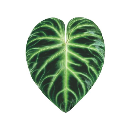 Yousheng Simulated Tropical Leaf Decoration Acrylic Epoxy Resin Green Leaf Sign DIY Refrigerator Magnet Mobile Phone Airbag Holder Accessories