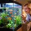 Digital Aquarium Thermometer Large LCD Screen with Suction Cup Accurate Water Temperature Gauge for Freshwater & Saltwater Fish