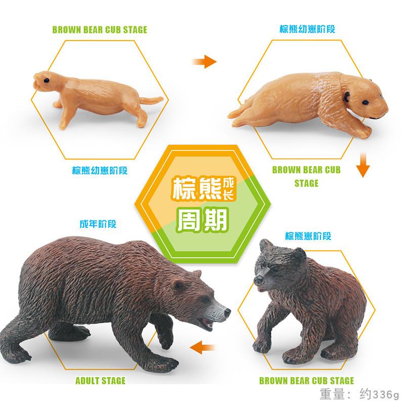 High-quality Pvc Static Brown Bear Growth Cycle Model Perfect For Animal Lovers Collectors Display