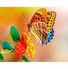 DIY 5D Full Diamond Embroidery Flower Diamond Mosaic Butterfly Diamond Painting Animal Rhinestones Pictures Display Gift Home