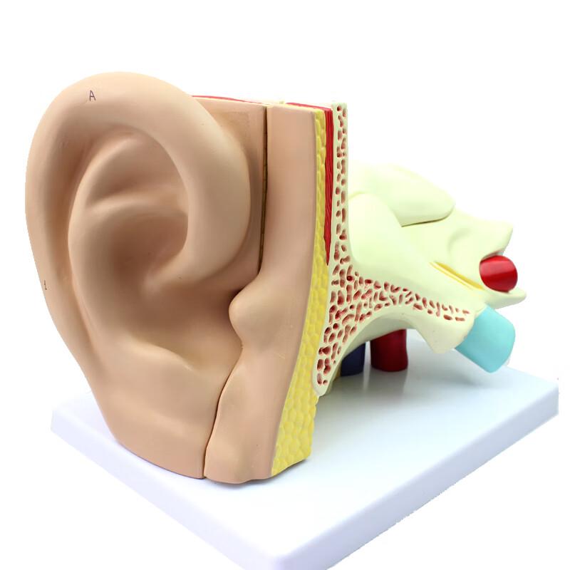 ENOVO Human Auditory System Model