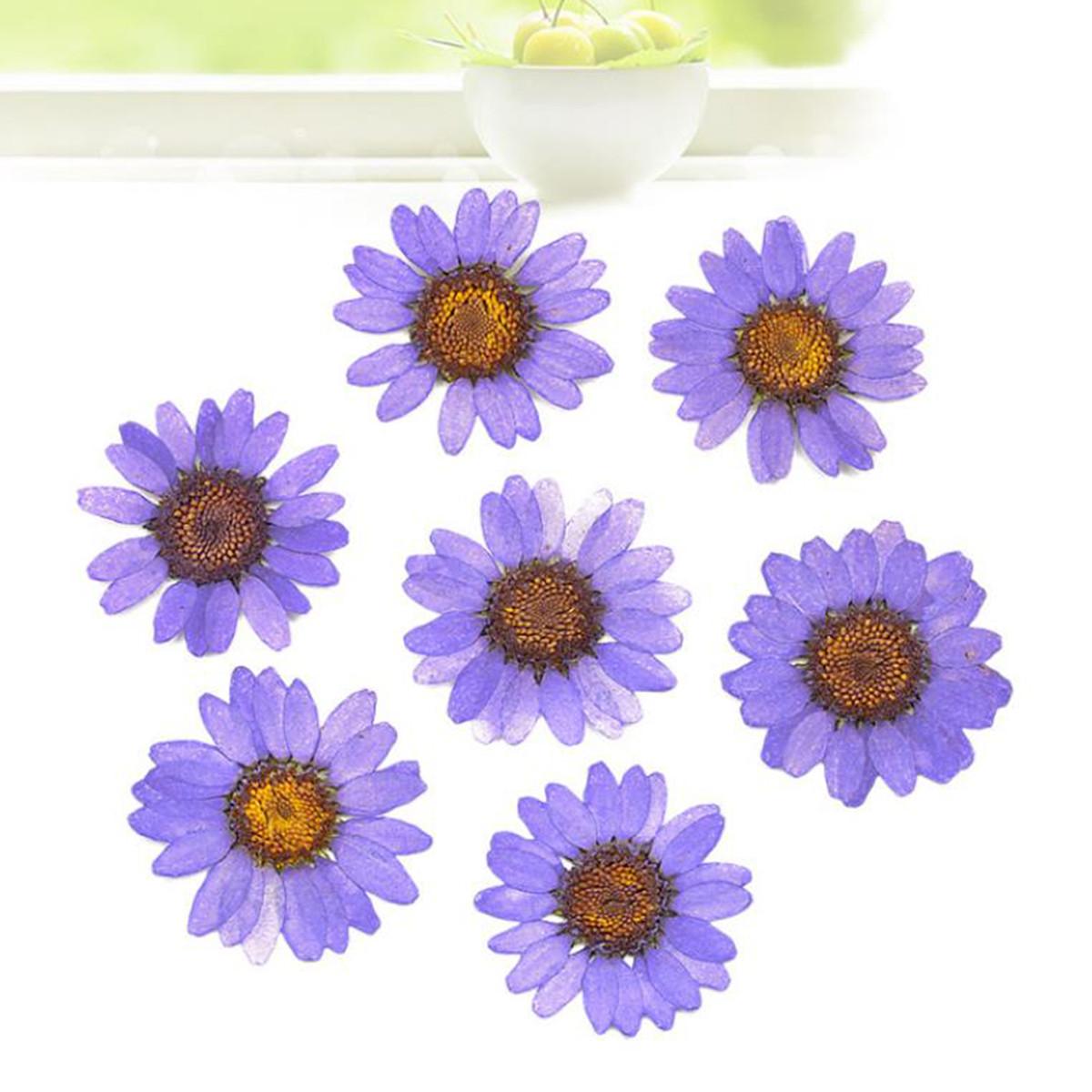 12Pcs Chrysanthemum Daisy Pressed Dried Flowers for Art Craft Resin Jewelry Making DIY фиолетовый