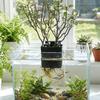 Uitschuifbare Haak Waterplantenhouder Veelzijdig Plantenkweekrek Plantenkweek
