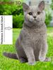 1 pezzo di paletti da giardino a forma di gatto, disegnati con animali felini grigi per la decorazione di vasi da fiori all'aperto, un regalo ideale per gli amanti dei gatti.