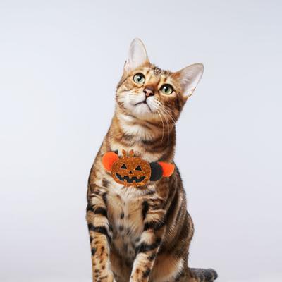 Halloween Pet Collar Cute Pumpkin Bat Skull Design Fur Ball Dog Collar Elastic Puppy Necklace Pet Cosplay Accessory