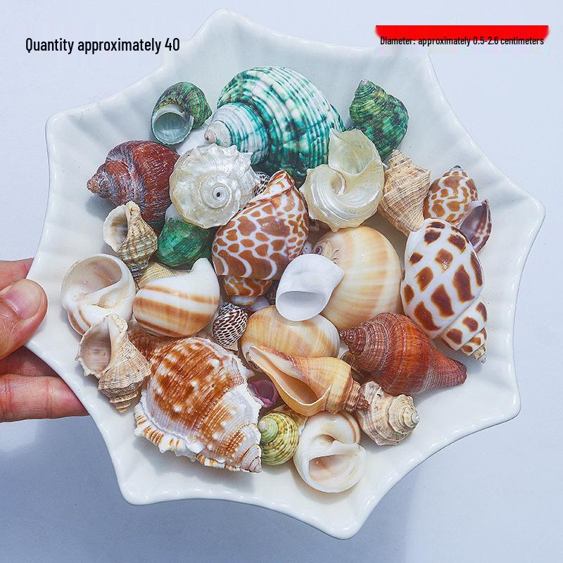 Handmade Natural Seashell Conch & Starfish Frame for DIY Fish Tank or Landscaping