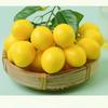Rami di Limone Artificiali Ornamenti di Simulazione per Cucina, Eventi di Negozio Esposizione Oggetto di Scena Decorativo Frutta e Verdura