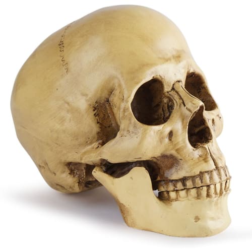 CHASO Skull Decor Halloween Horror Skull Realistic Figure Cosplay Figurine Skeleton Prank Human Skull Model Haunted House Skull Life-Size