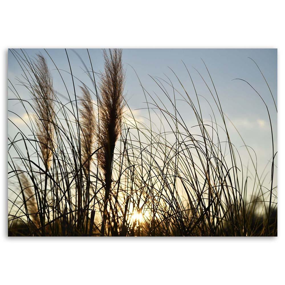 Obraz na plátně, Rákos na slunci