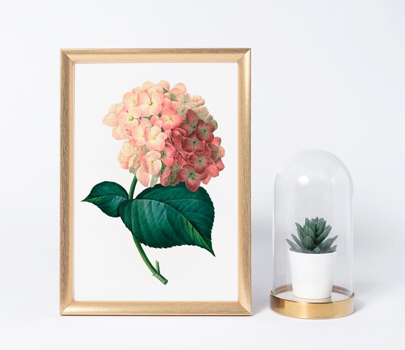 Vintage plakát hortenzie