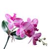 Vivid Artificial Moth Orchids Cloth Realistic Simulation Phalaenopsis Plants with Leaves Fake Butterfly Orchid Bedroom