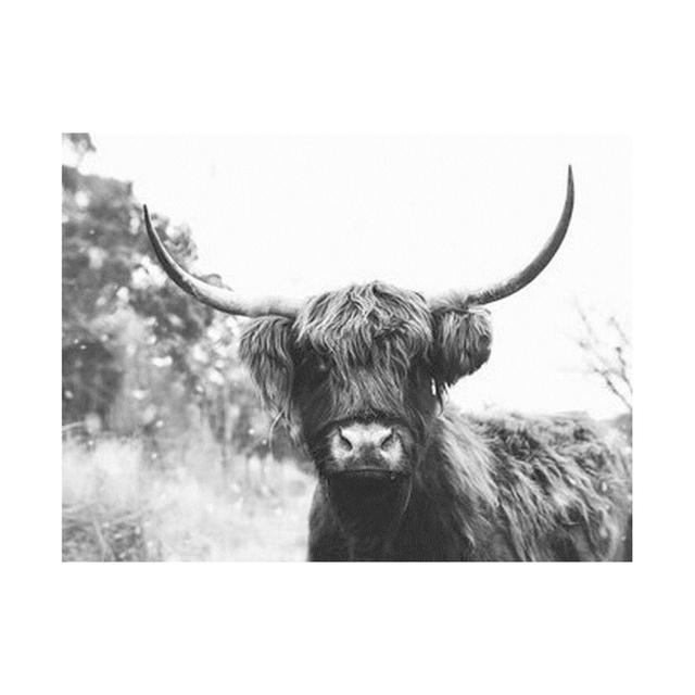 Black and White Highland Cow Cattle Canvas Painting Nordic Posters and Prints Wall Art Pictures for Living Room Home Decoration No Frame