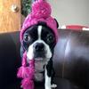 Warm Dog Hat for French Bulldog Chihuahua Puppy Costume Pet Accessories
