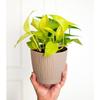 Set of 3 Self Watering Pots for Home, Decor & Garden | Flower Pots, Planters for Indoor Plants | Plastic Pots for Living Room