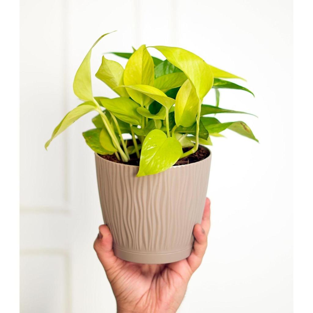 Combo of 8 Self Watering Flower Pots for Living Room & Home Decor | Plastic Plant Pots for Indoor, Balcony & Garden