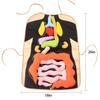 3D Organ Apron,  Anatomy Apron Human Body Organs Awareness Educational Toy for Home Preschool Teaching Aid