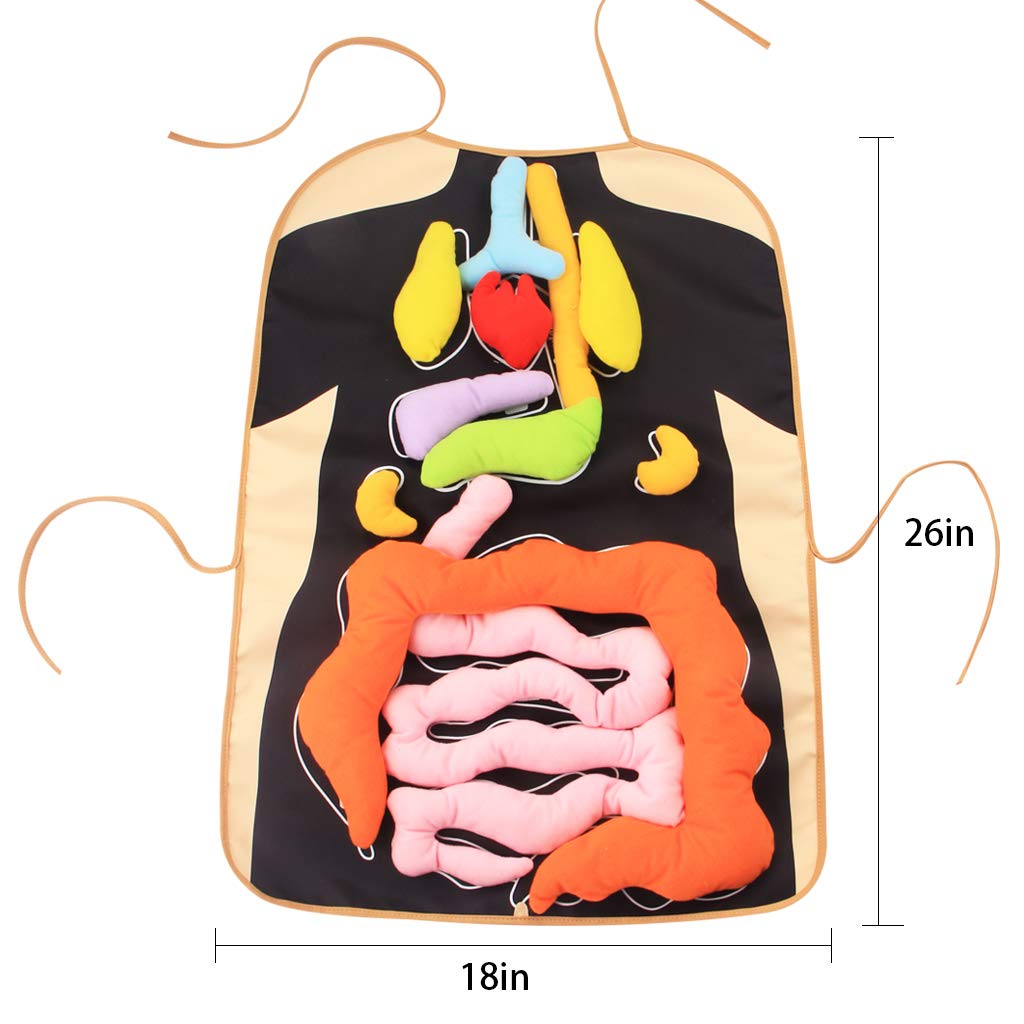 3D Organ Apron,  Anatomy Apron Human Body Organs Awareness Educational Toy for Home Preschool Teaching Aid