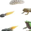 Frog Growth Cycle Preschool Teaching Materials, Biology Model, Montessori Toys Animal Life