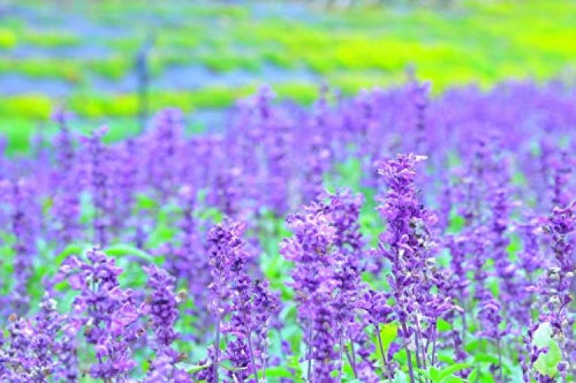 Gass Lavender Honeybush Tea 30TB (2g x 30 tea bags)