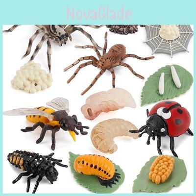 Insect Growth Cycle Model Pvc Collectors Edition Educational Display For Biology Enthusiasts