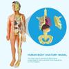 Anatomy Model Human Anatomy Model Body Puzzle 3D Body Puzzle STEM Toys  Scientific Experiment