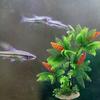 Aquarium-Ornament, realistisch, künstliche Kokosnussbäume, Unterwasser-Aquarium-Dekoration, künstliche Landschaft für Zuhause