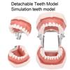 Detachable Teeth Model Simulation Dental Teeth Model for Teaching Practice with Screwdriver